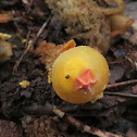Yellow stalked puffball