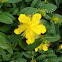 St. John's Wort