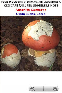 Cerca Funghi(圖4)-速報App