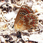 Southern Brown Argus. Morena de costa