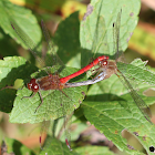 Autumn Meadowhawk dragonflies