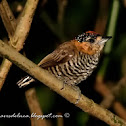 Carpinterito cuello canela (Ochre-collared piculet)