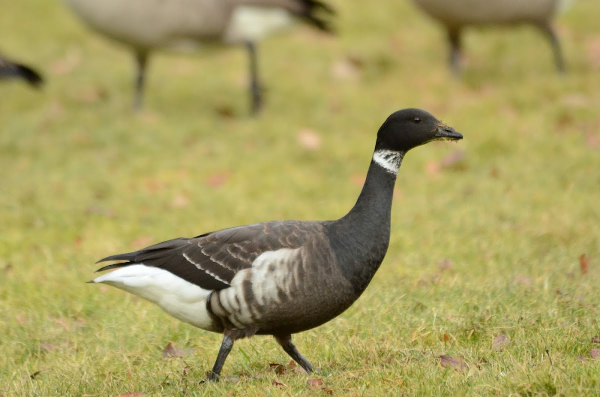 Black Brant or Pacific Brent Goose