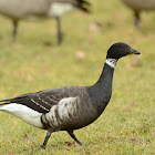 Black Brant or Pacific Brent Goose