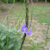 rabo de gato, blue snakeweed