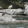 Pond Heron & Marsh crocodile