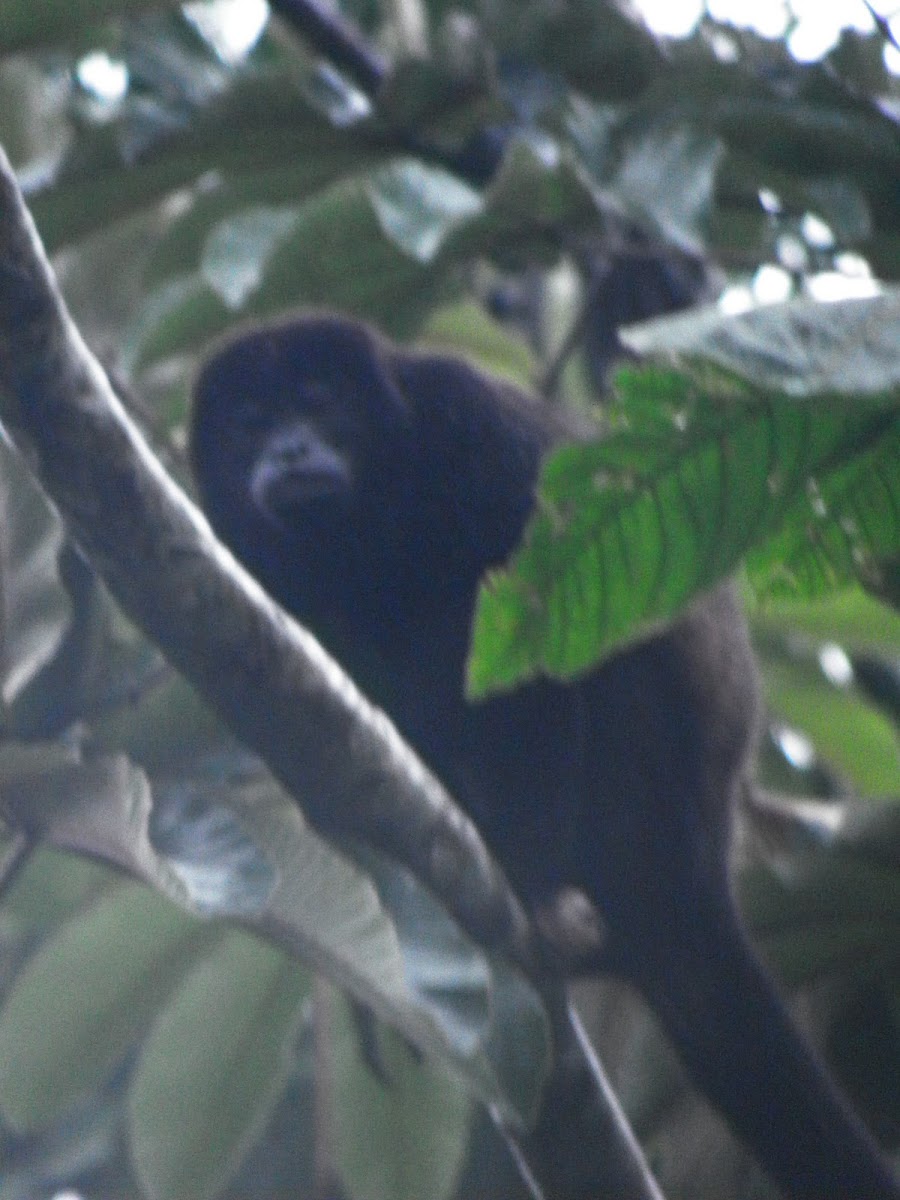 mantled howler monkey