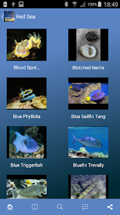 Pocket Guide Red Sea Screenshots 3