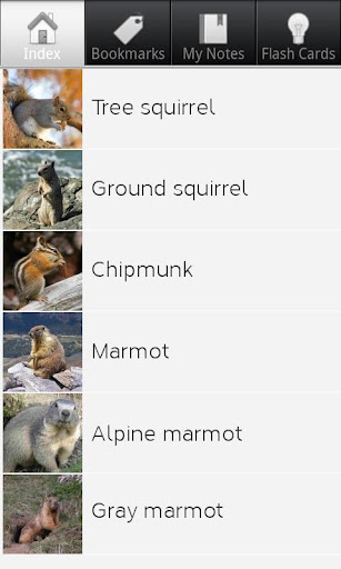 Squirrel Species