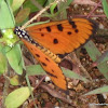 Tawny Coaster Butterfly