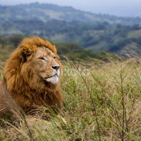 Awaiting the Prey by Mohammad Junaid - Animals Lions, Tigers & Big Cats