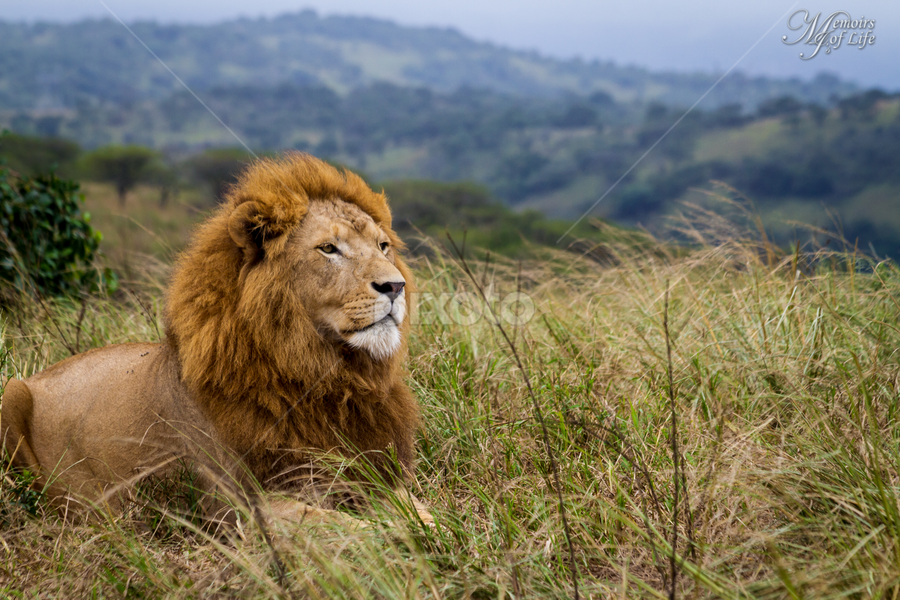 Awaiting the Prey by Mohammad Junaid - Animals Lions, Tigers & Big Cats