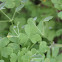 Common wood sorrel