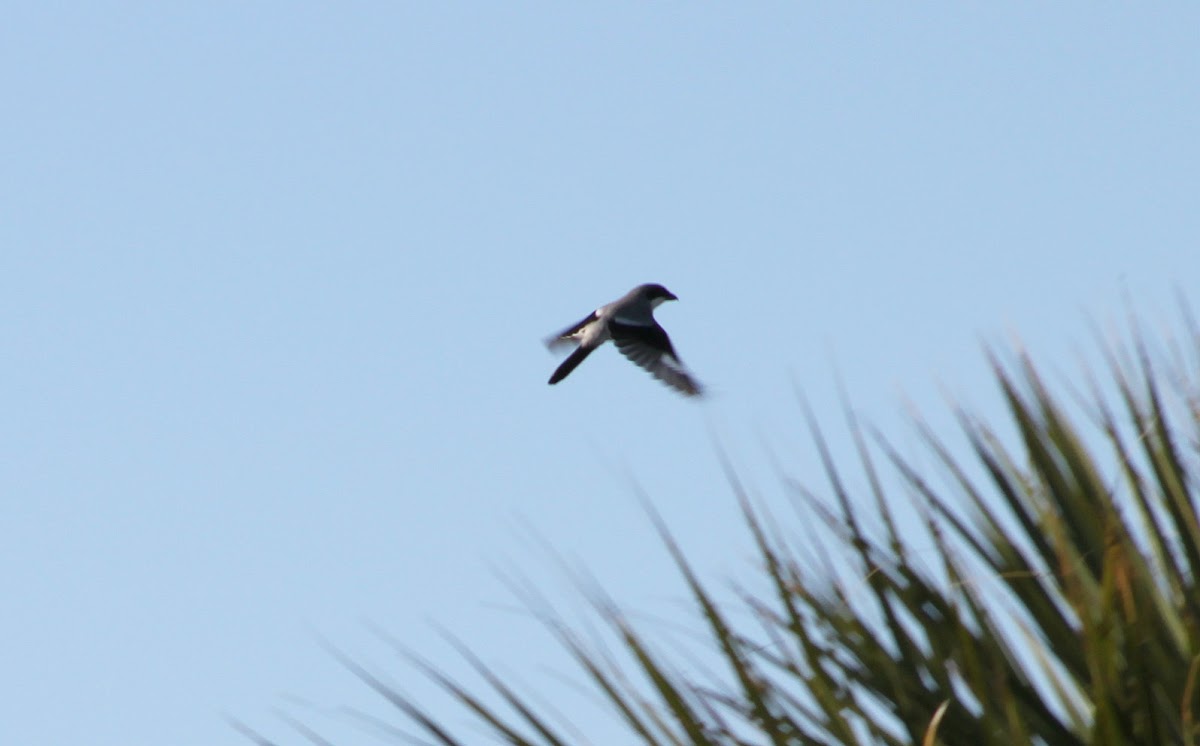 Loggerhead Shrike