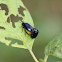 Alder Leaf Beetle