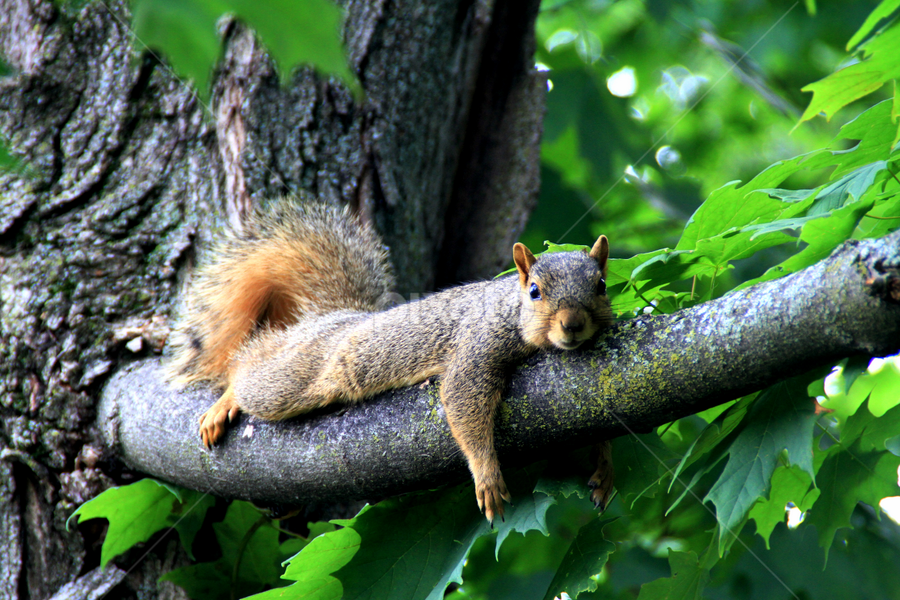 Comfy Position by Marsha Biller - Animals Other Mammals