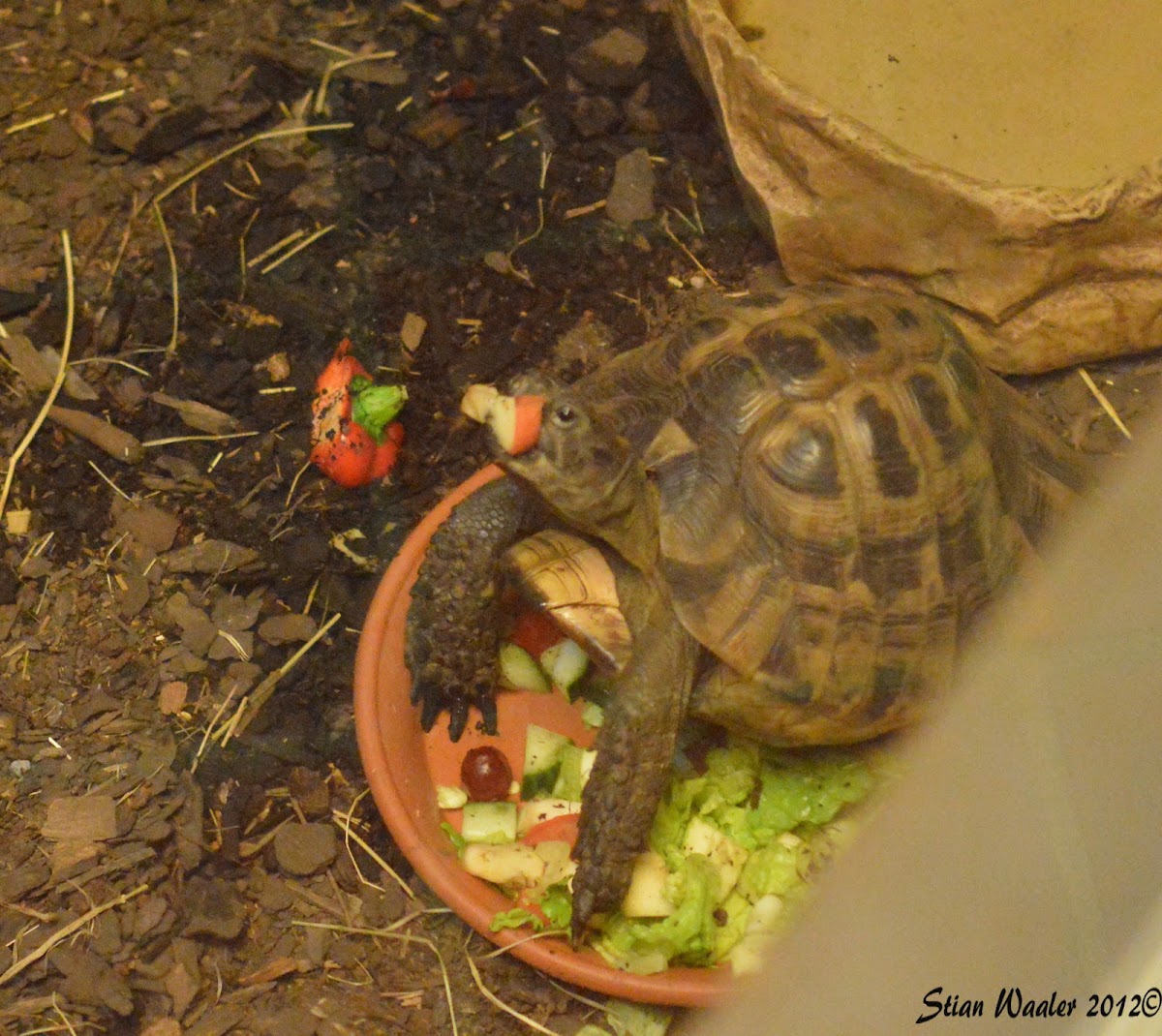 Hermann's tortoise