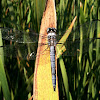 Great Blue Skimmer dragonfly (male)