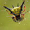 Spiny orb-weaver