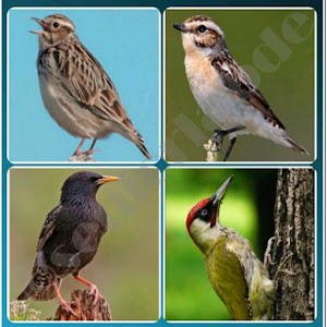 4 Songbird Quiz Games.apk 5.0.0