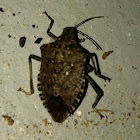 Brown Marmorated Stink Bug 