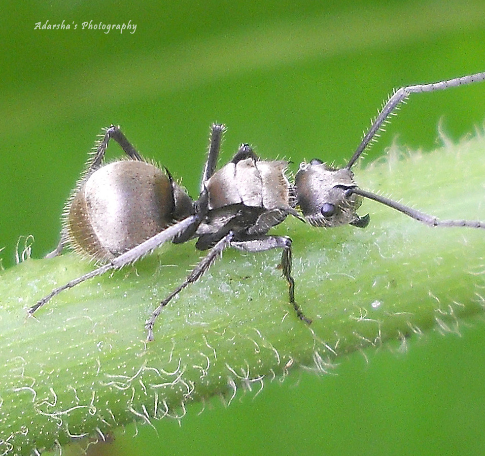 Spiny Ant