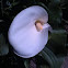 Calla Lily