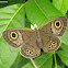Five-ring Butterfly