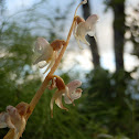 Eurasian Ghost Orchid, Metsänemä