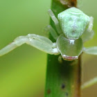 Green glass spider