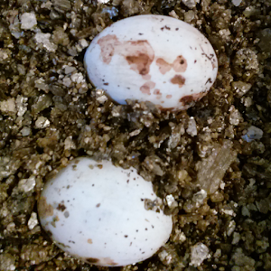 Hatch Date 3.0