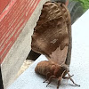 Polyphemus moth