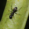 Eastern black carpenter ant