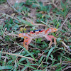 Red Land Crab