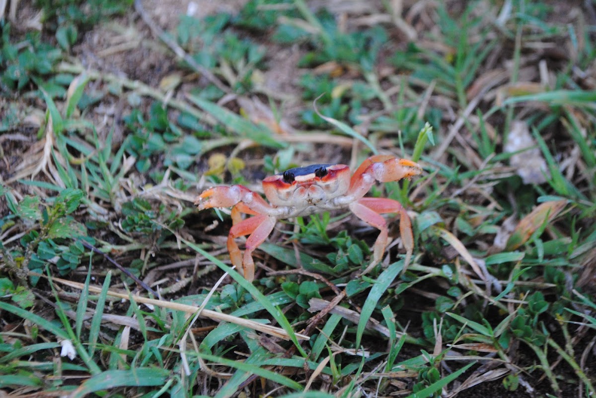 Red Land Crab