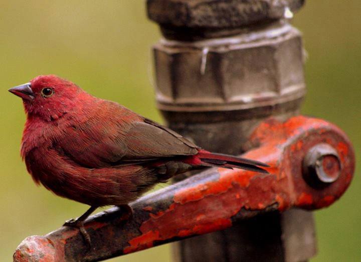 The Red-billed Firefinch