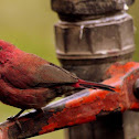 The Red-billed Firefinch