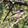 Long-tailed Tit; Mito