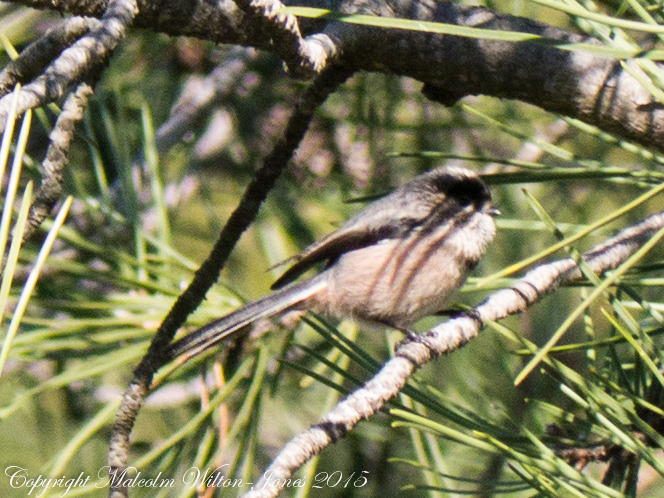 Long-tailed Tit; Mito