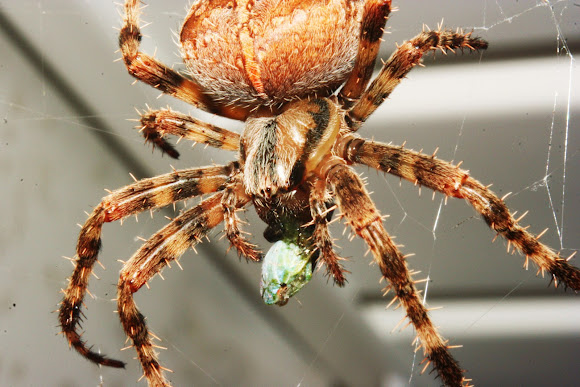 Barn Spider Project Noah