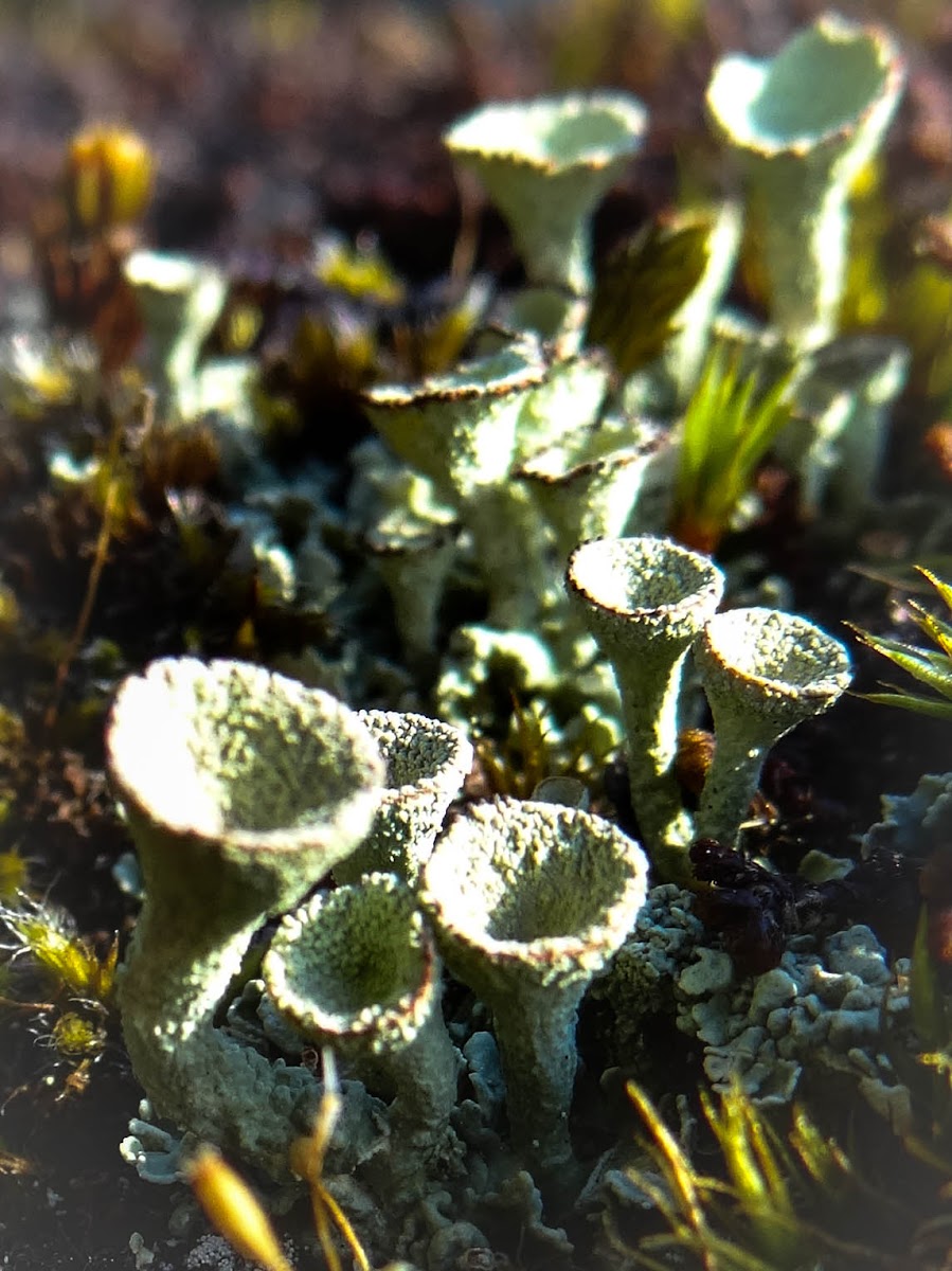 Trumpet lichen
