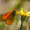 Colias lesbia vauthierii