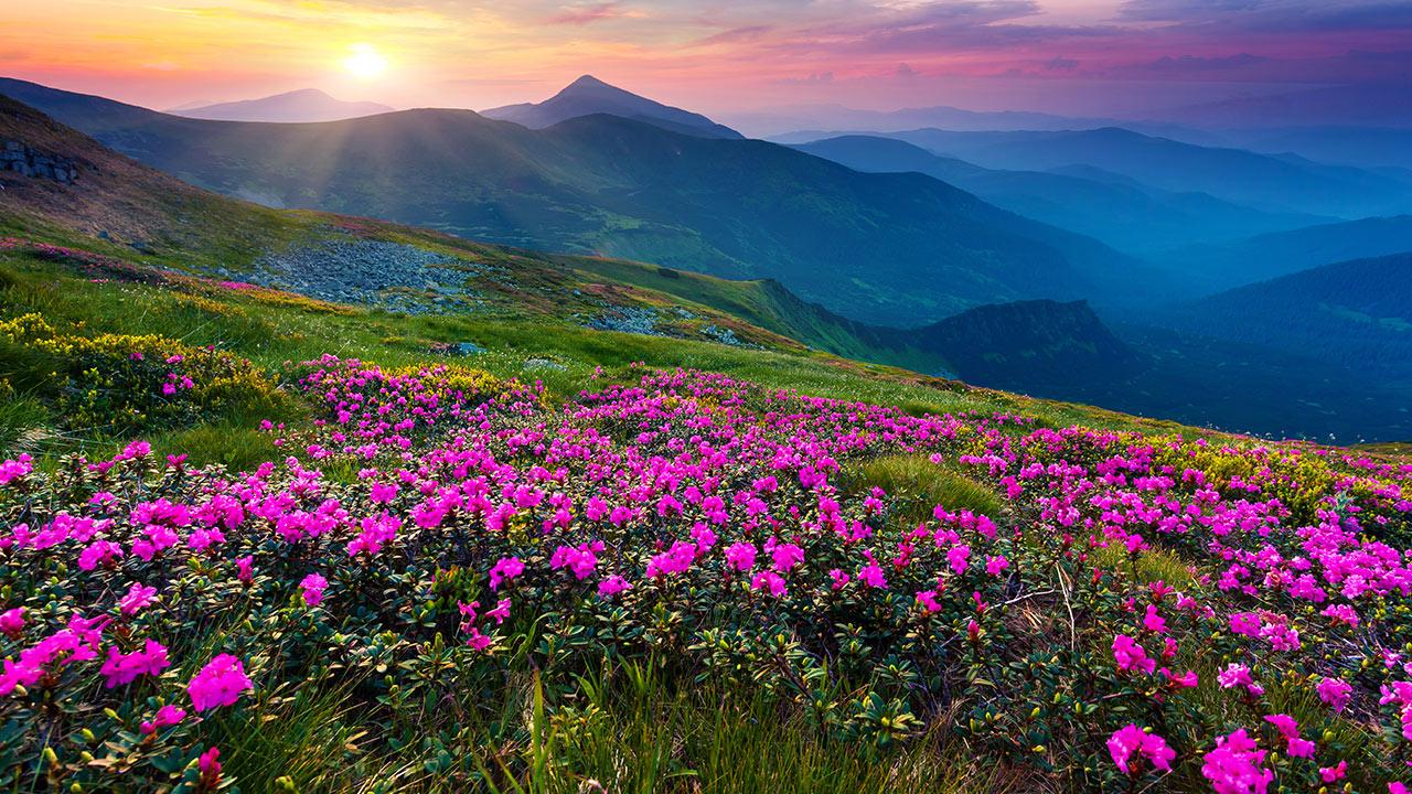 Mountain Flower Live Wallpaper - Android Apps on Google Play