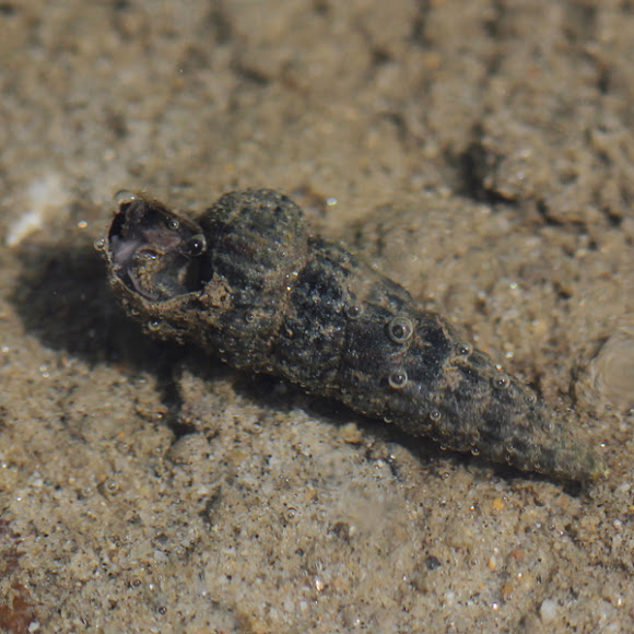California Horn Snail Project Noah
