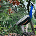 Blue Peafowl