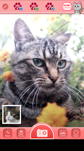 Neko Neko Camera Screenshots 1