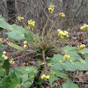 Leatherleaf Mahonia (in bloom)