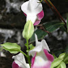 Wishbone flower, Torenia flower