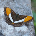 Smooth-banded Sister or Cytherea Sister