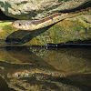 Red-Sided Garter Snake